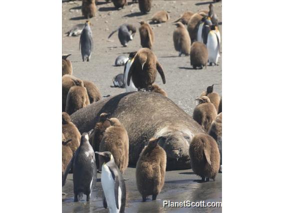 King Penguin (Aptenodytes patagonicus)