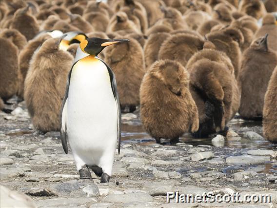 King Penguin (Aptenodytes patagonicus)