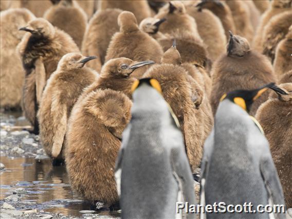 King Penguin (Aptenodytes patagonicus)