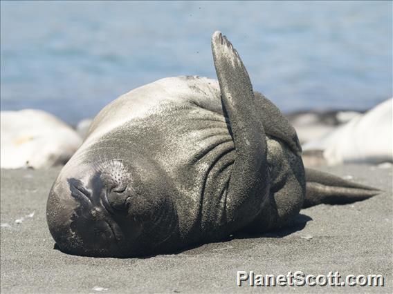 Southern Elephant Seal (Mirounga leonina)