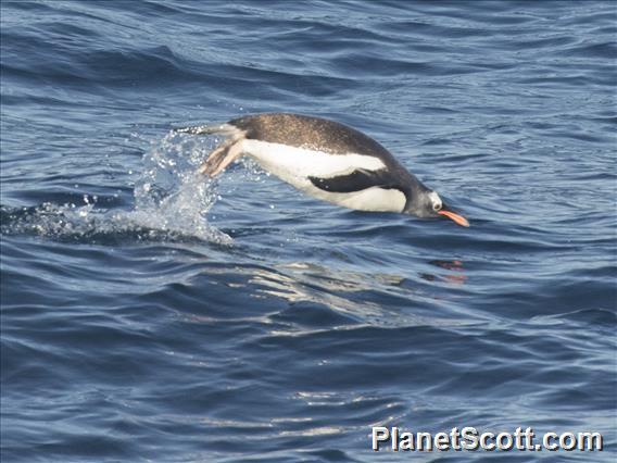 Gentoo Penguin (Pygoscelis papua)