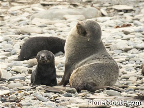 Antarctic Fur Seal (Arctocephalus gazella)