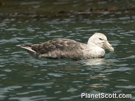 Southern Giant-Petrel (Macronectes giganteus) - Light Morph