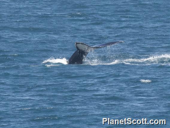 Humpback Whale (Megaptera novaeangliae)