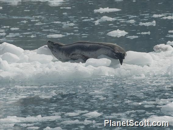 Leopard Seal (Hydrurga leptonyx)