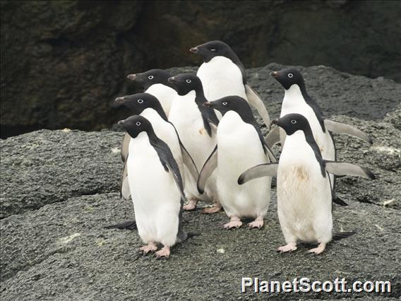 Adelie Penguin (Pygoscelis adeliae)