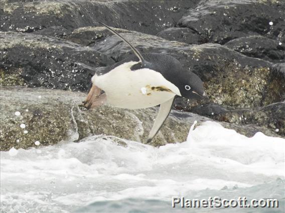 Adelie Penguin (Pygoscelis adeliae)