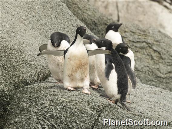 Adelie Penguin (Pygoscelis adeliae)