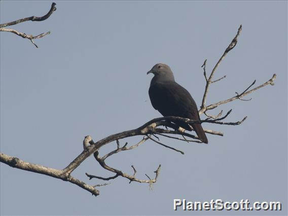 Peale's Imperial-Pigeon (Ducula latrans)