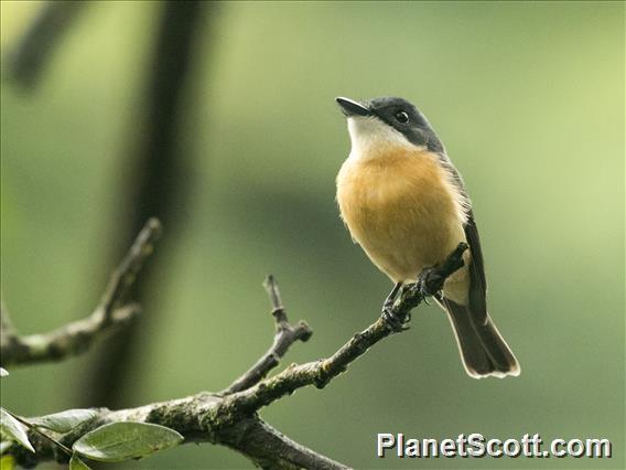 Vanikoro Flycatcher (Myiagra vanikorensis) - Viti Levu