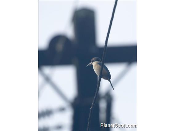 Pacific Kingfisher (Todiramphus sacer)