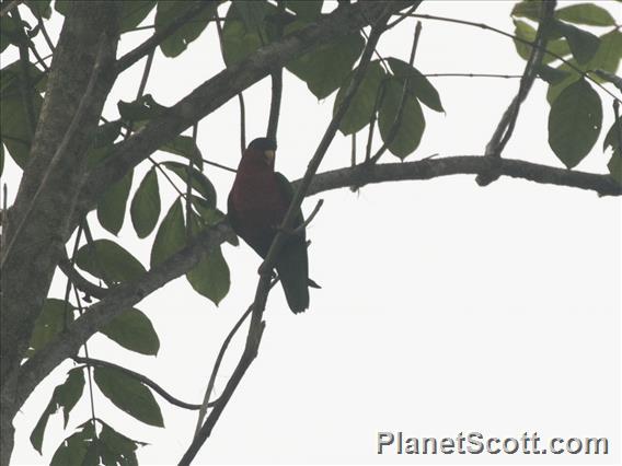 Collared Lory (Vini solitarius)