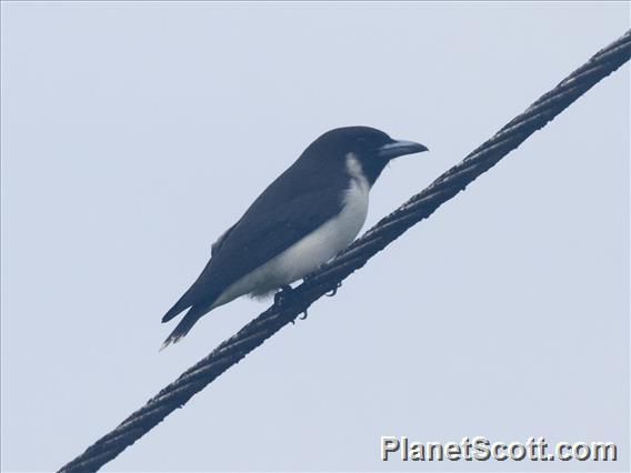 Fiji Woodswallow (Artamus mentalis)