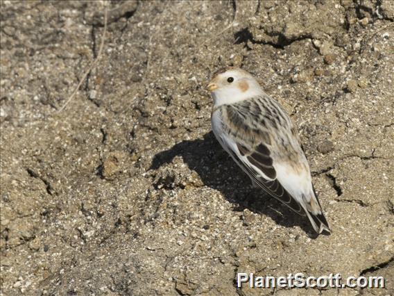 Snow Bunting (Plectrophenax nivalis)