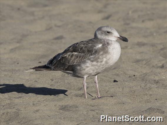 California Gull (Larus californicus) 1st Winter