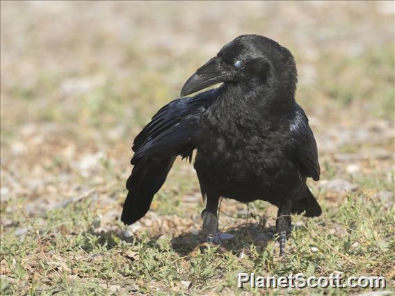 Common Raven (Corvus corax)