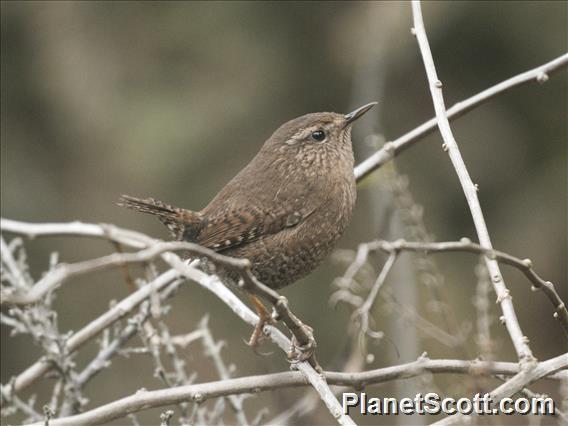 Winter Wren (Troglodytes hiemalis)