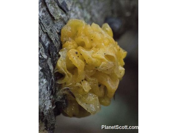 Witch's Butter (Tremella mesenterica)