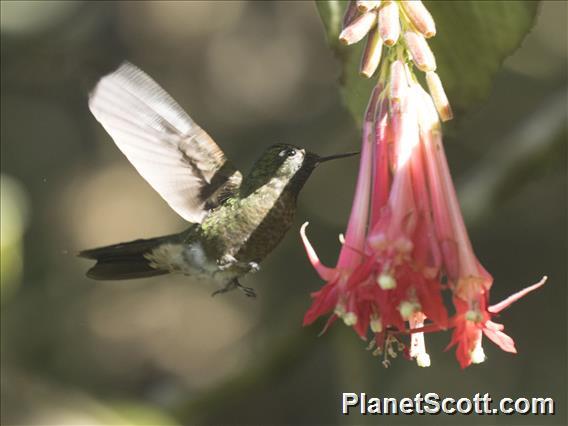 Tyrian Metaltail (Metallura tyrianthina) - Female