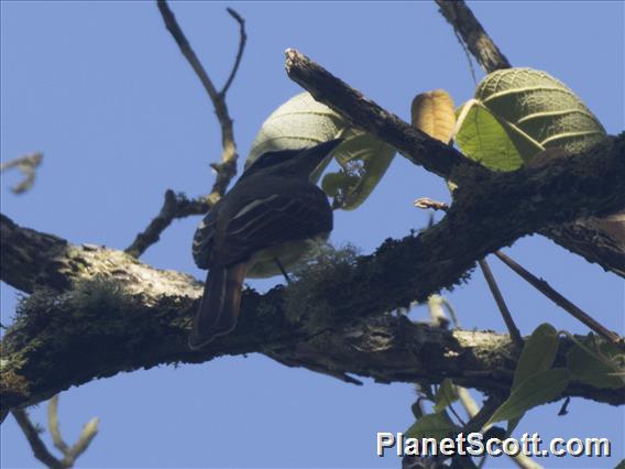 Golden-bellied Flycatcher (Myiodynastes hemichrysus)