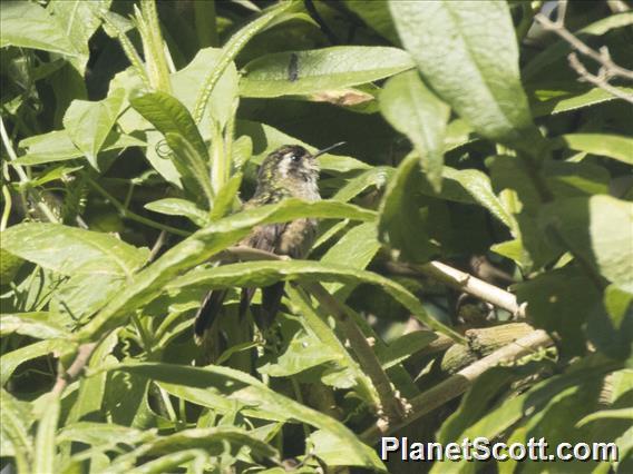 Speckled Hummingbird (Adelomyia melanogenys) - Female