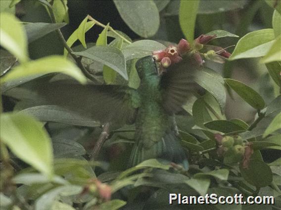 Green-crowned Brilliant (Heliodoxa jacula)