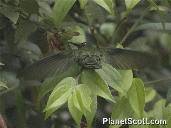 Green-crowned Brilliant (Heliodoxa jacula)