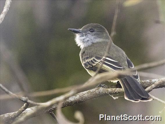 Pale-edged Flycatcher (Myiarchus cephalotes)