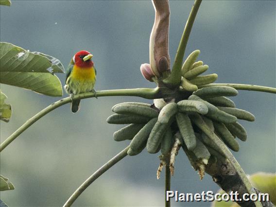 Red-headed Barbet (Eubucco bourcierii) - Male