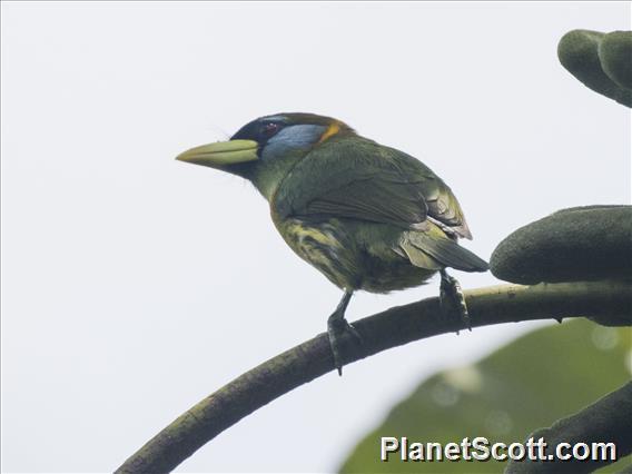 Red-headed Barbet (Eubucco bourcierii) - Female