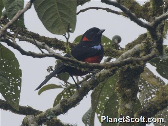 Scarlet-bellied Mountain-Tanager (Anisognathus igniventris)