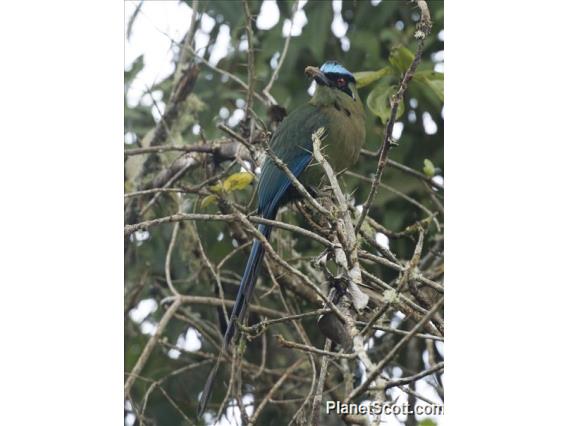 Andean Motmot (Momotus aequatorialis)