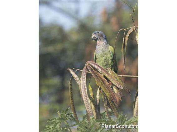 Blue-headed Parrot (Pionus menstruus)