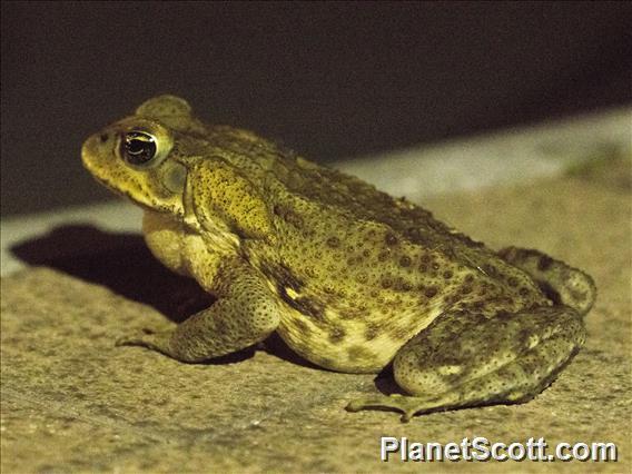 Giant Cane Toad (Rhinella horribilis)