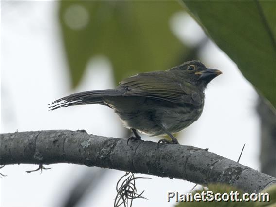 Streaked Saltator (Saltator striatipectus)