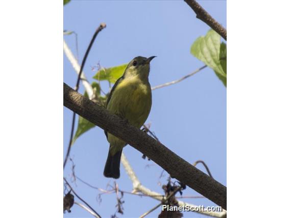 Brown-throated Sunbird (Anthreptes malacensis) - Female