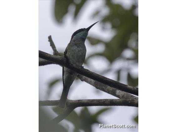 Blue-throated Bee-eater (Merops viridis)