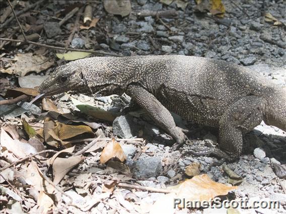 Clouded Monitor (Varanus nebulosos)