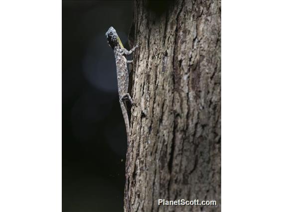 Sumatran Gliding Lizard (Draco sumatranus)