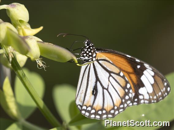 Common Tiger (Danaus genutia)