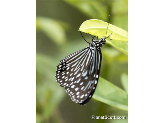 Dark Glassy Tiger (Parantica agleoides)