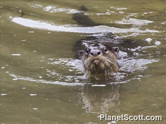 Smooth-coated Otter (Lutrogale perspicillata)