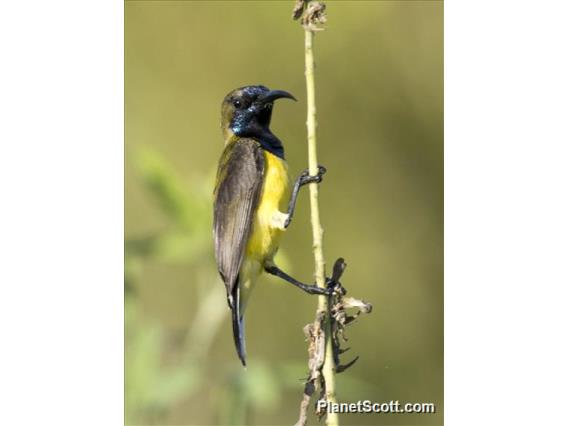 Ornate Sunbird (Cinnyris jugularis)