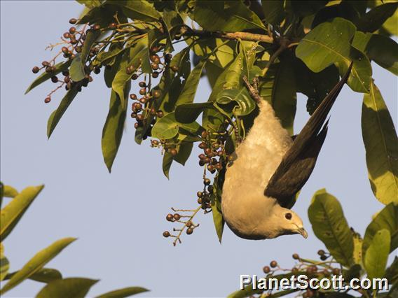 Gray Imperial-Pigeon (Ducula pickeringii)