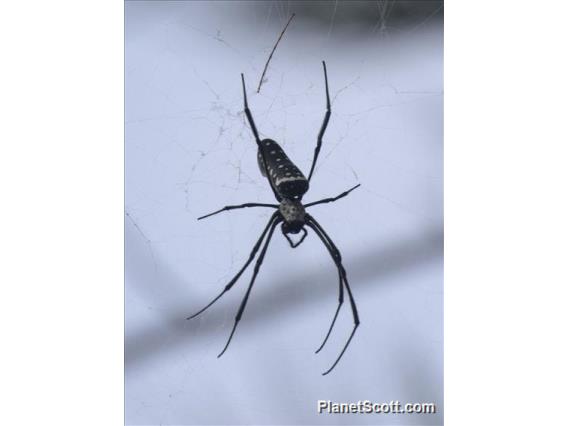 Batik Golden Web Spider (Trichonephila antipodiana)