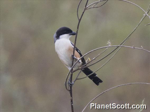 Long-tailed Shrike (Lanius schach)