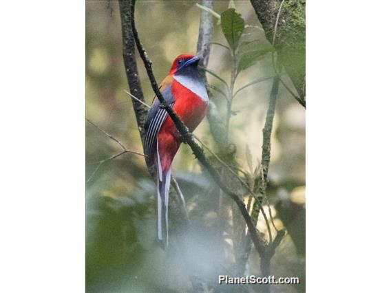 Whitehead's Trogon (Harpactes whiteheadi) - Male