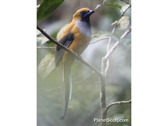 Whitehead's Trogon (Harpactes whiteheadi) - Female