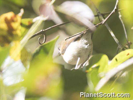 White-browed Shrike-Babbler (Pteruthius aeralatus)