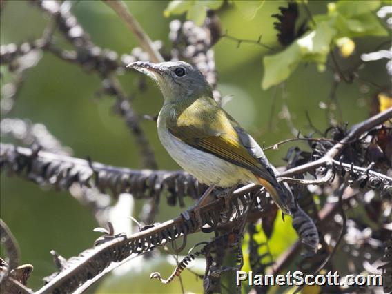 Temminck's Sunbird (Aethopyga temminckii) - Female